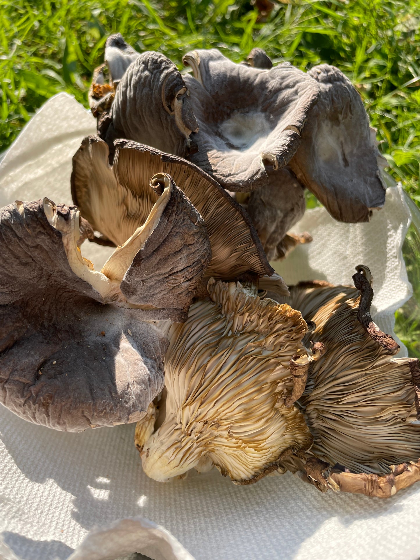 Dry Pleurotus ostreatus- Cold Blue Oyster Mushroom