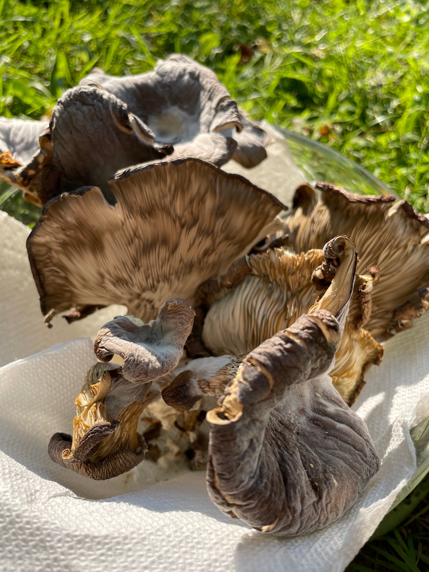 Dry Pleurotus ostreatus- Cold Blue Oyster Mushroom