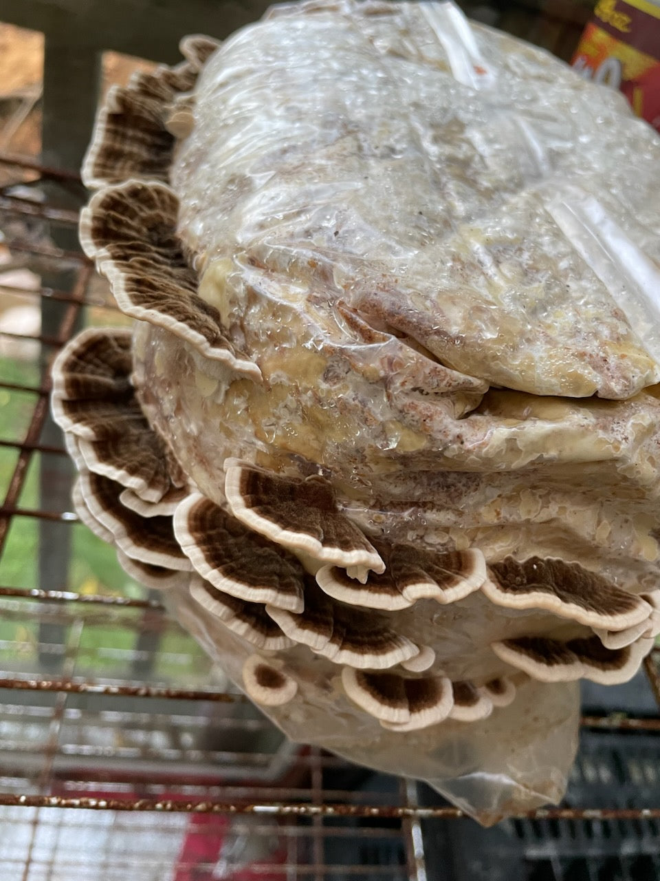 Dry Trametes versicolor mushroom