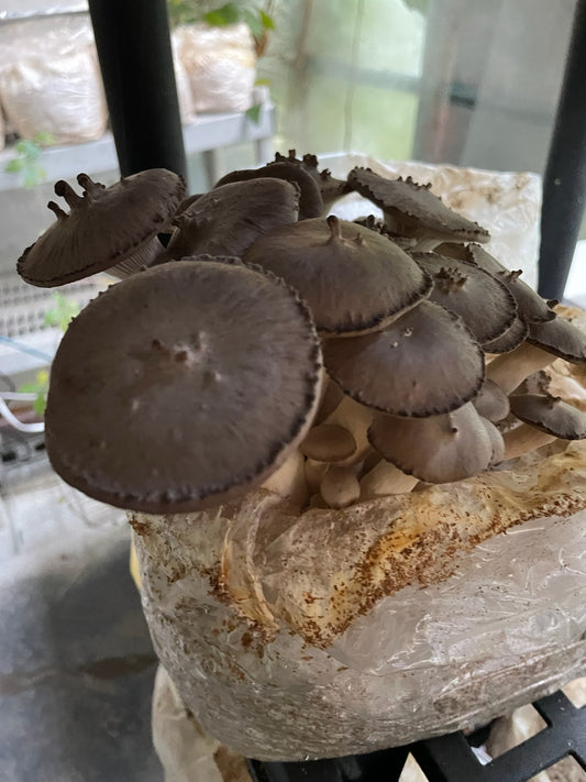 Dry Pleurotus eryngii - King Oyster Mushroom