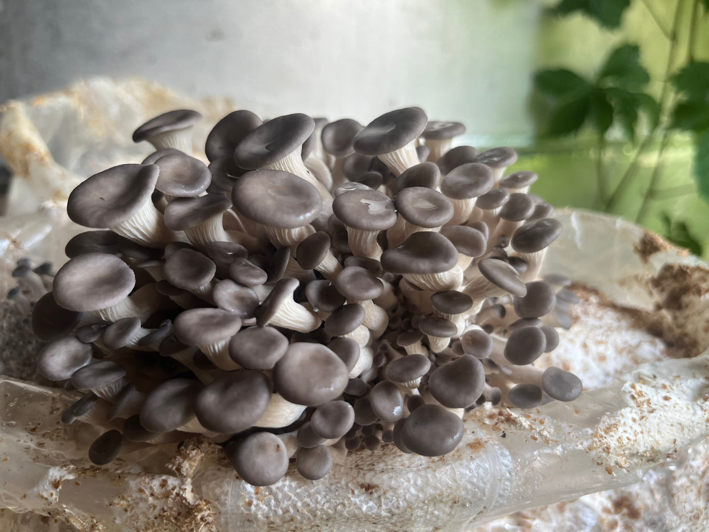 Fresh Pleurotus ostreatus - Cold Blue Oyster Mushroom