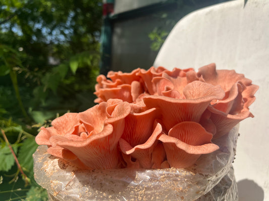 Fresh Pleurotus djamor - Pink Oyster Mushroom