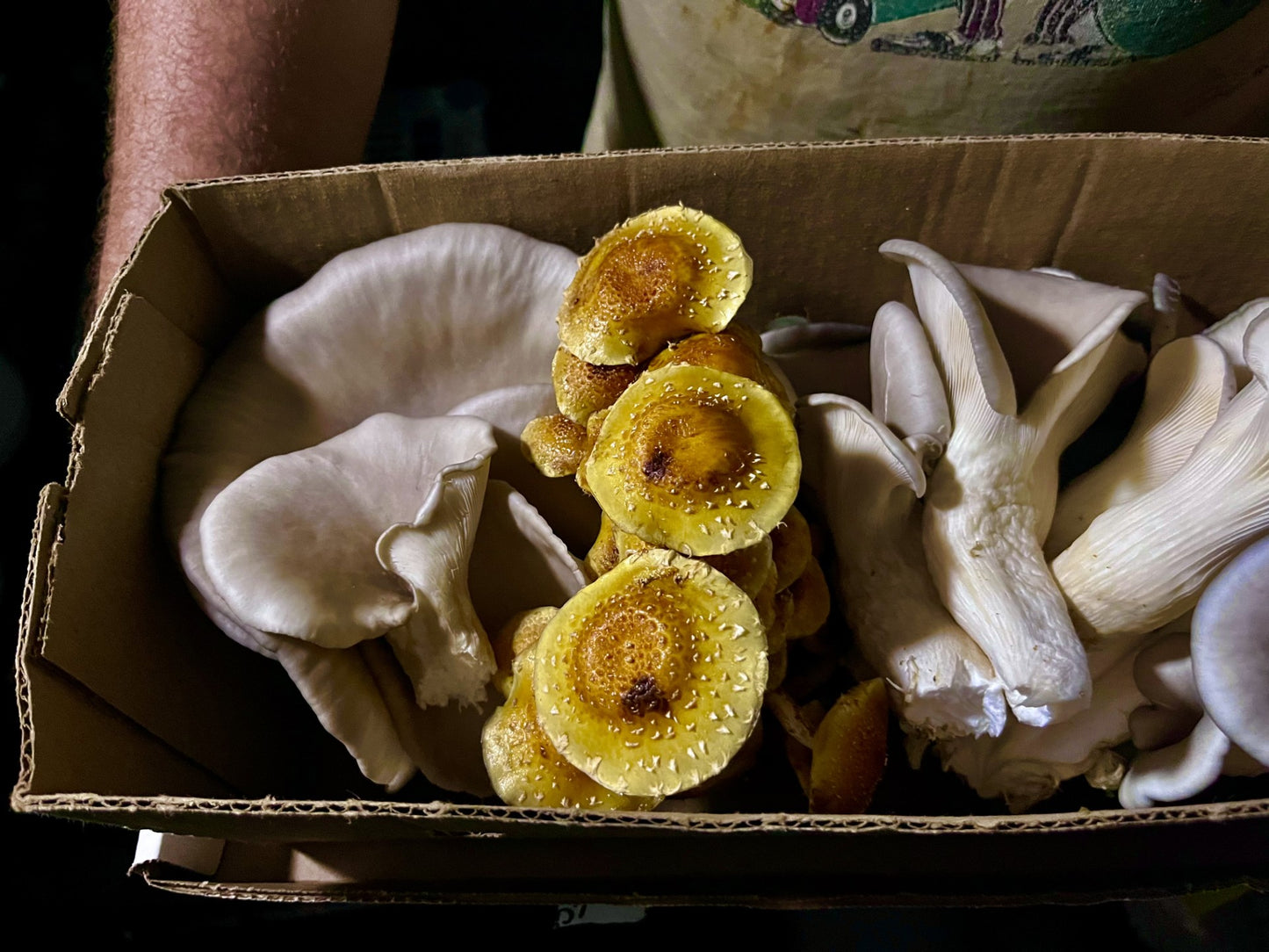 Fresh Pholiota adiposa - Chestnut Mushroom