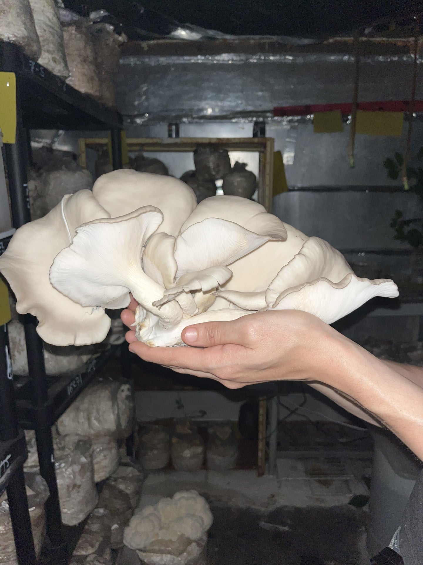 Dry Pleurotus ostreatus - Wild Brown Oyster Mushroom