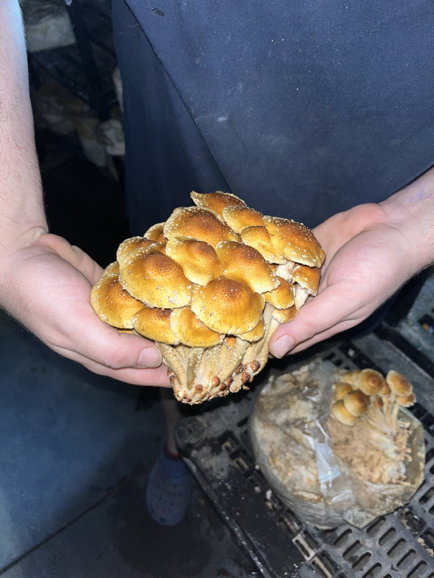Dry Pholiota adiposa- Chestnut Mushroom